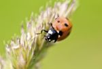 Ladybird Stock Photo