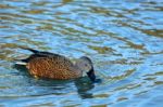 Cape Shoveler (anas Smithii) Stock Photo