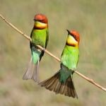 Chestnut-headed Bee-eater Stock Photo