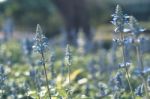 Colorful Flowers For Background Stock Photo