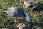 Emporer Goose Searching For Food Stock Photo