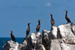 Cormorants Stock Photo