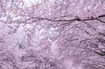 Cherry Blossom With Soft Focus, Sakura Season In Korea,background Stock Photo