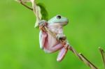 Dumpy Frogs, Dumpy Tree Frogs On Twigs Stock Photo