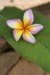 Pink Plumeria Flower On Green Leaf Stock Photo