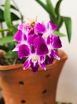 Purple Orchid In A Flower Pot Stock Photo