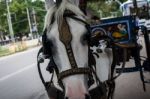 Horse Pulling A Carriage In The City Close Up Stock Photo