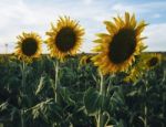 Sunflowers In A Field In The Afternoon Stock Photo