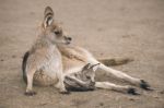 Kangaroo Outside Stock Photo