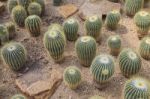 Cactus On Dirt Soil Stock Photo