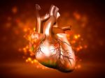 Human Heart Stock Photo