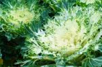 White Green Ornamental Cabbage Close Up Stock Photo