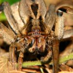 Spider Portrait Stock Photo