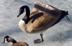 Picture With A Canada Goose Standing On Ice Stock Photo