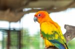 Sun Conure Parrot Stock Photo