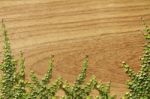 Climbing Ficus Pumila On Teak Wood Stock Photo