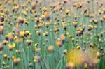 
Xyridaceae Full Bloom Yellow Fields. Look Naturally Beautiful Stock Photo