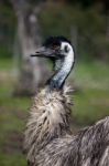 Curious Ostrich Stock Photo