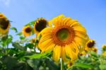 Sunflower Stock Photo