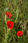 A Field Of Poppies In Kent Stock Photo