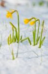 Daffodil Blooming Through The Snow Stock Photo