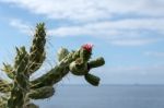 Prickly Pear (opuntia) Stock Photo