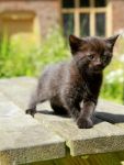 Black Kitten Stock Photo