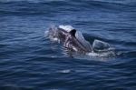 Wild Dolphins Stock Photo