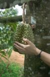 Durian Stock Photo