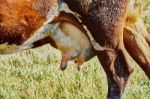 Cow's Udder Stock Photo