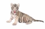 Baby White Tiger Stock Photo