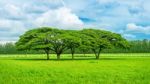 Tree In Green Field Stock Photo