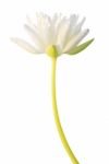 White Water Lily Isolated On White Background Stock Photo