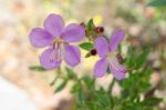 
Purple Wildflowers Born On Stream In The Forest Beautiful Detai Stock Photo