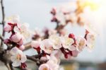 Cherry Blossom With Soft Focus, Sakura Season Background In Spring Stock Photo