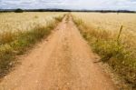 Dirt Road On Cereal Meadow Stock Photo