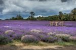 Lavender Field In Banstead Stock Photo