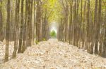 Pathway In Forest Full Of Leaves Stock Photo