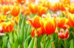 Orange Yellow Tulip In Garden Stock Photo