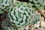 Succulent Plant Stock Photo