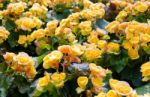 Yellow Big Begonias Stock Photo