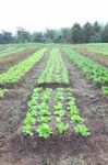 Line Of Green Vegetable Farm Vertical View Stock Photo