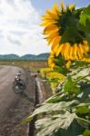 Sunflower Stock Photo