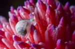 Snail On Red Flower Stock Photo