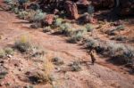 Wild Horse In Monument Valley Utah Usa Stock Photo