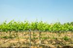 Vineyard In Korea Stock Photo