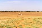 Desert Landscape In Sudan Stock Photo