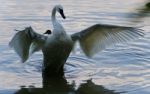 Isolated Photo Of A Trumpeter Swan Showing Wings Stock Photo