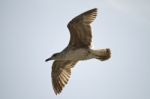 Seagull In Flight Stock Photo