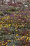 Diverse Spring Flora Of Sagres Stock Photo